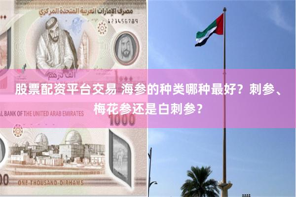 股票配资平台交易 海参的种类哪种最好？刺参、梅花参还是白刺参？